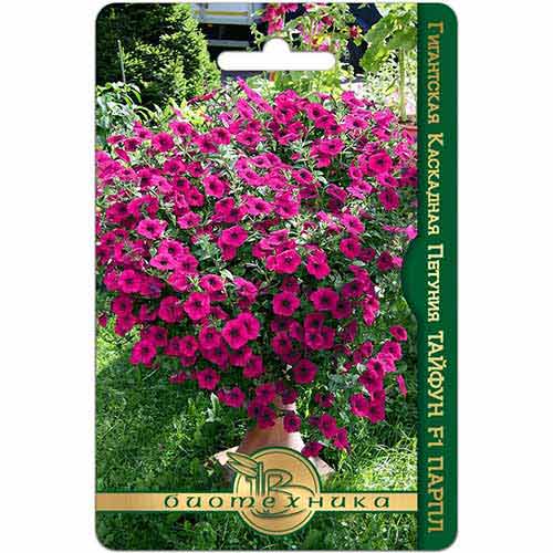 Петуния гигантская каскадная Тайфун Парпл F1 Биотехника изображение 1 артикул 84649