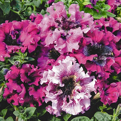 Петуния Триумф гигант F1, смесь окрасок Premium Seeds изображение 1 артикул 83936