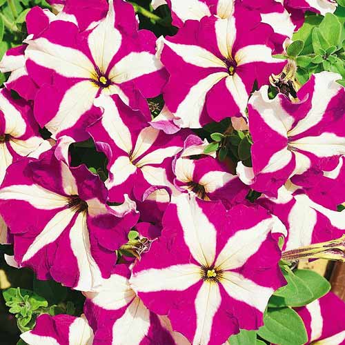 Петуния Ультра Малиновая звезда F1 изображение 1 артикул 71514