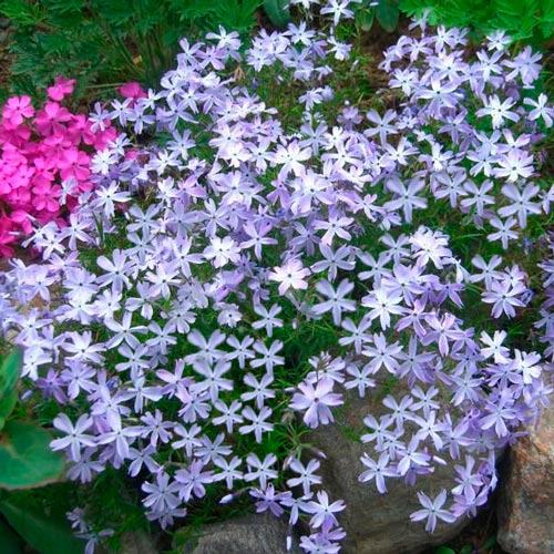 Флокс Эмералд Кешн Блю изображение 1 артикул 7259