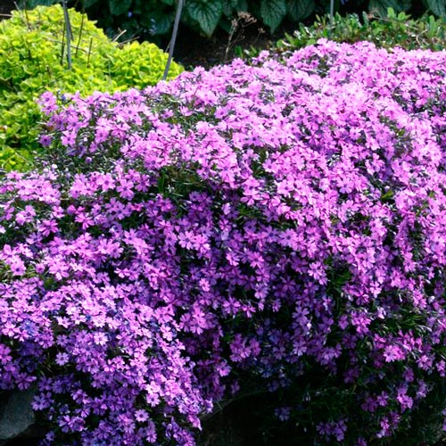 Флокс Пепл Бьюти изображение 1 артикул 7260