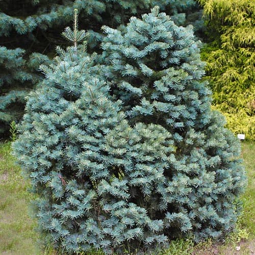 Пихта одноцветная (калифорнийская) изображение 1 артикул 9454