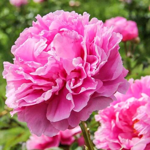 Пион Александр Флеминг артикул фото 1 Пион Александр Флеминг изображение 1 артикул 61036