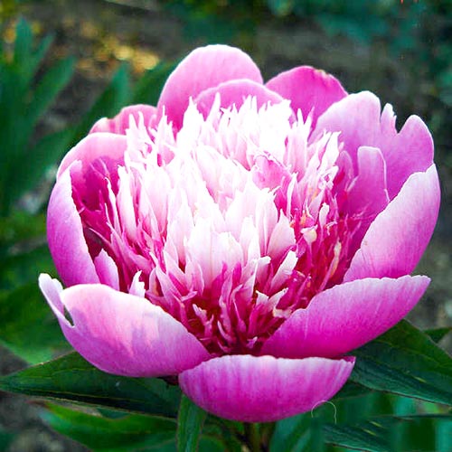 Пион Бельвиль изображение 1 артикул 61040