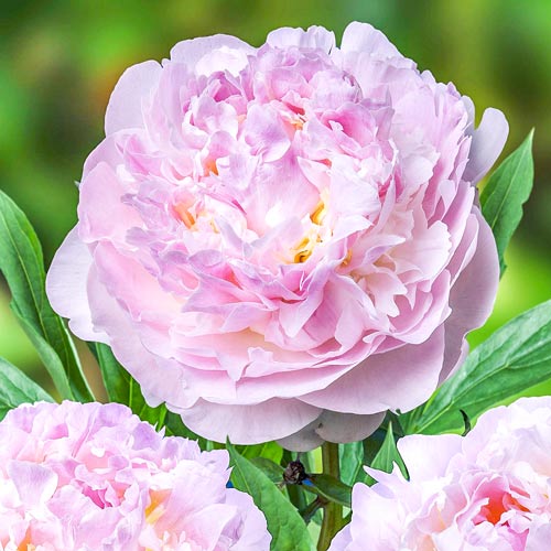 Пион Блаш Квин артикул фото 1 Пион Блаш Квин изображение 1 артикул 61041