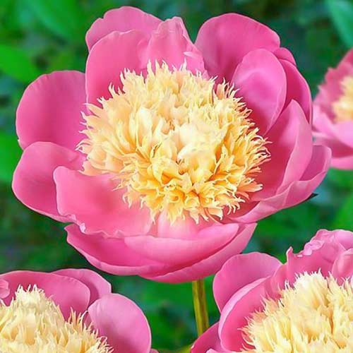 Пион травянистый Боул оф Бьюти артикул фото 1 Пион травянистый Боул оф Бьюти изображение 1 артикул 61039