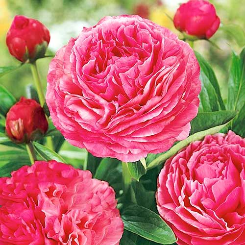 Пион Генри Бокстос артикул фото 1 Пион Генри Бокстос изображение 1 артикул 61043