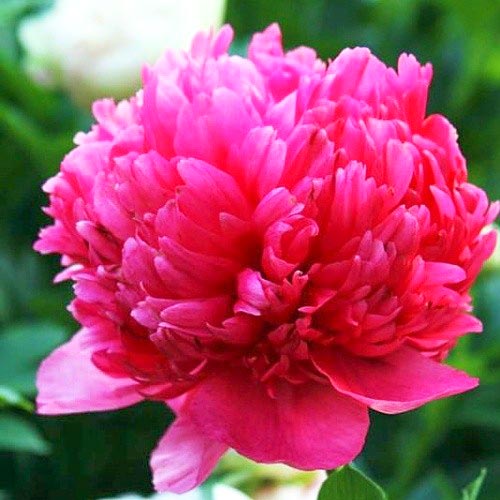 Пион Комманд Перформанс артикул фото 1 Пион Комманд Перформанс изображение 1 артикул 61046