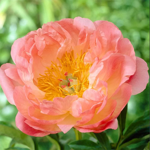 Пион Корал Бич изображение 1 артикул 61047