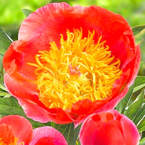 Пион Корал Суприм артикул фото 1 Пион Корал Суприм изображение 1 артикул 61048