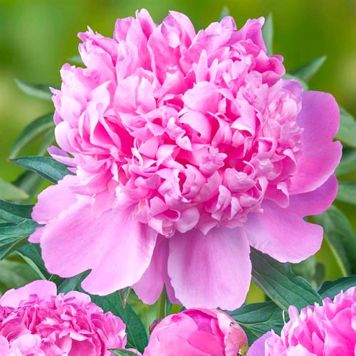 Пион Монсеньор Жюль Эли артикул фото 1 Пион Монсеньор Жюль Эли изображение 1 артикул 76615