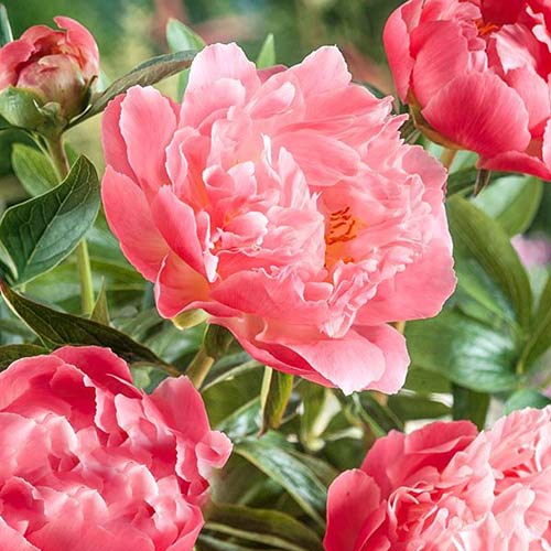 Пион Пинк Гавайан Корал артикул фото 1 Пион Пинк Гавайан Корал изображение 1 артикул 61051