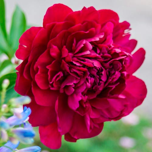 Пион Пол М. Вайлд артикул фото 1 Пион Пол М. Вайлд изображение 1 артикул 76338