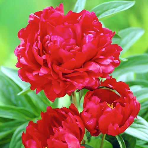 Пион Ред Мэджик артикул фото 1 Пион Ред Мэджик изображение 1 артикул 61049