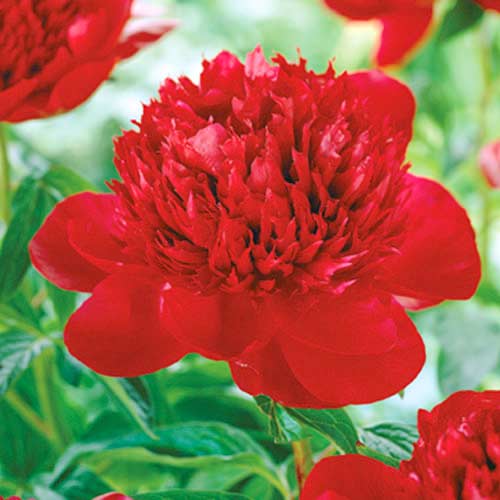 Пион Ред Шарм изображение 1 артикул 70444