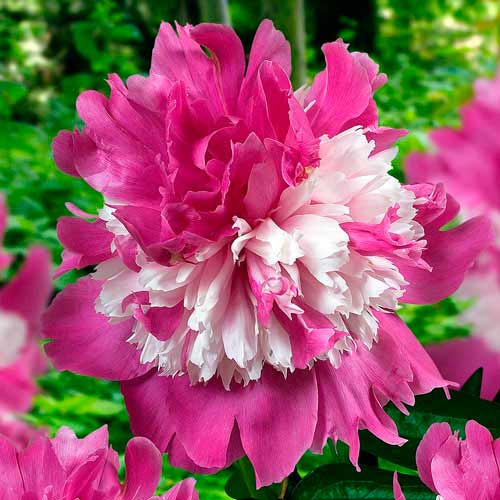 Пион Селебрити изображение 1 артикул 76129