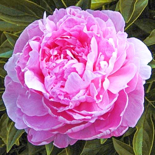 Пион Сьюзи Кью артикул фото 1 Пион Сьюзи Кью изображение 1 артикул 61052