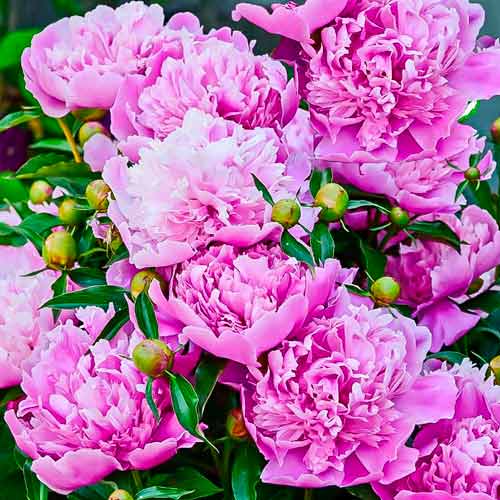 Пион травянистый Александр Флеминг артикул фото 1 Пион травянистый Александр Флеминг изображение 1 артикул 68969