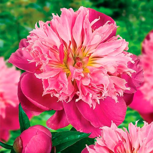 Пион травянистый Беллевиль артикул фото 1 Пион травянистый Беллевиль изображение 1 артикул 68970