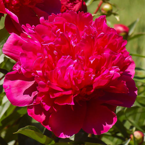 Пион травянистый Биг Бен артикул фото 1 Пион травянистый Биг Бен изображение 1 артикул 68971