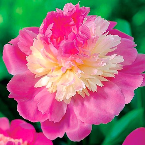 Пион травянистый Гей Пари артикул фото 1 Пион травянистый Гей Пари изображение 1 артикул 68973