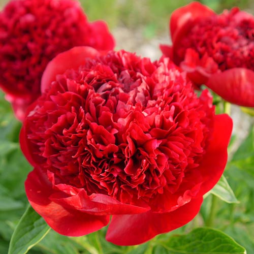 Пион травянистый Мадам Годишо артикул фото 1 Пион травянистый Мадам Годишо изображение 1 артикул 68977