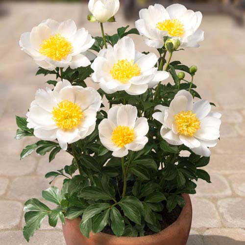 Пион Патио Дублин артикул фото 1 Пион Патио Дублин изображение 1 артикул 68978