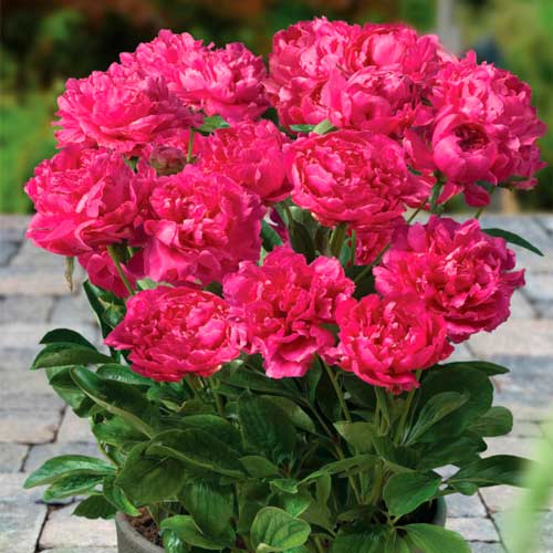 Пион Патио Лондон артикул фото 1 Пион Патио Лондон изображение 1 артикул 68979