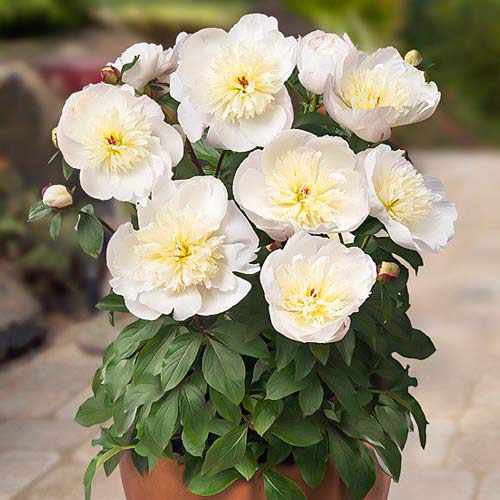 Пион Патио Мадрид артикул фото 1 Пион Патио Мадрид изображение 1 артикул 68980