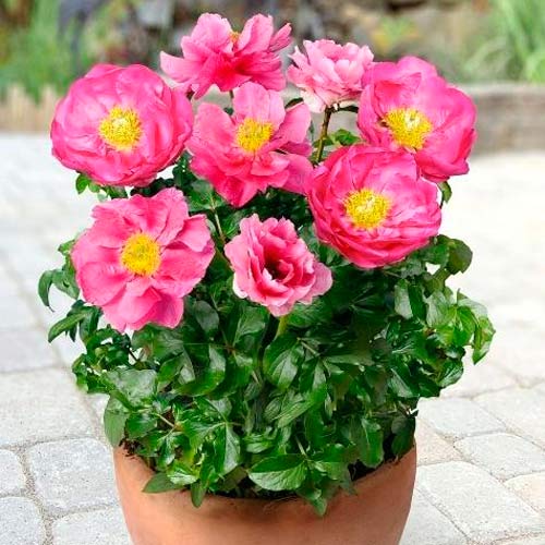 Пион Патио Москва изображение 1 артикул 68981