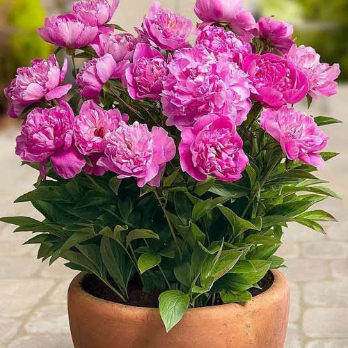 Пион Патио Рим артикул фото 1 Пион Патио Рим изображение 1 артикул 68982