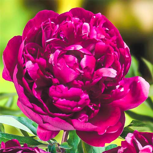Пион травянистый Питер Бренд артикул фото 1 Пион травянистый Питер Бренд изображение 1 артикул 68983