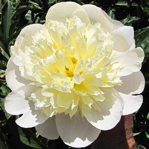 Пион Примавера изображение 1 артикул 76131