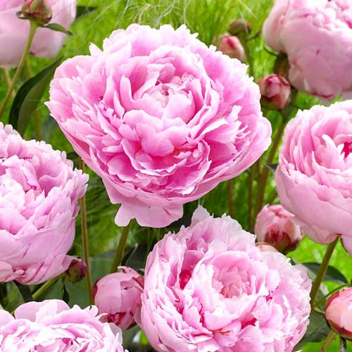 Пион травянистый Сара Бернар артикул фото 1 Пион травянистый Сара Бернар изображение 1 артикул 68985