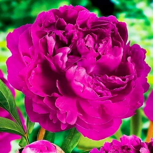 Пион Виктори Де Ла Марн изображение 1 артикул 70445