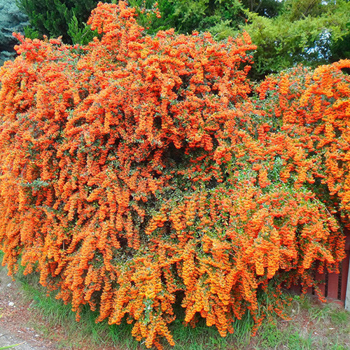 Пираканта Файерлайт изображение 2 артикул 4017