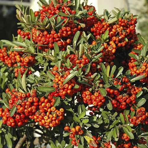 Пираканта гибридная Оранж Глоу изображение 1 артикул 4111