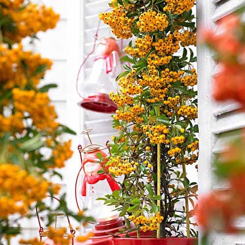 Пираканта гибридная Солей д'Ор изображение 1 артикул 4768