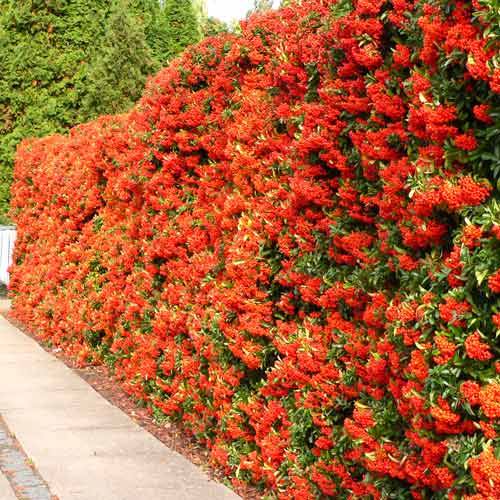 Пираканта Ред Колумн изображение 1 артикул 9543