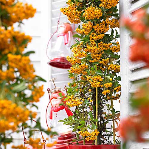 Пираканта Солейл Дор  изображение 1 артикул 67943