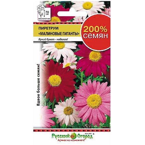 Пиретрум Малиновые гиганты, смесь окрасок изображение 1 артикул 92611