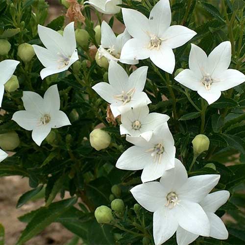 Платикодон Альба изображение 1 артикул 01391