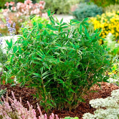 Бамбук карликовый изображение 1 артикул 7261