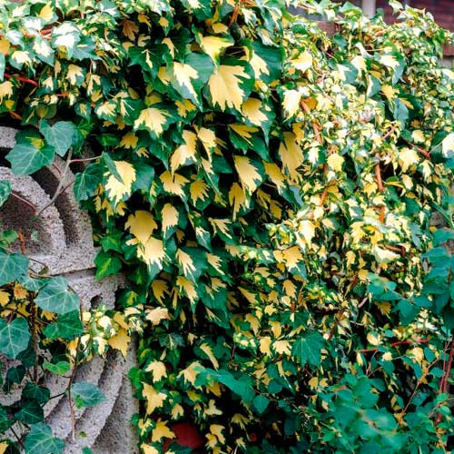 Плющ Глория де Маренго  изображение 1 артикул 2543