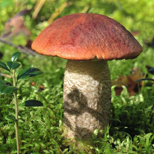 Подосиновик изображение 2 артикул 9740