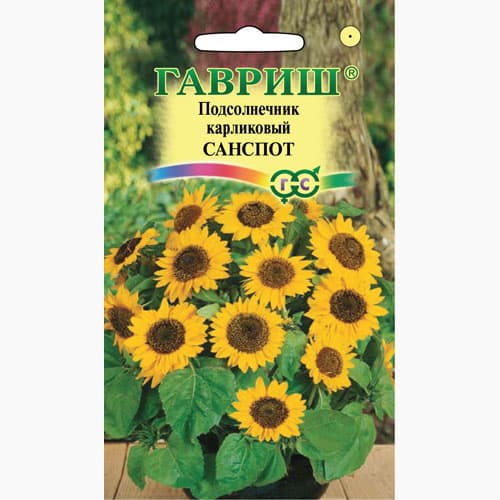 Подсолнечник декоративный карликовый Санспот Гавриш изображение 1 артикул 97801