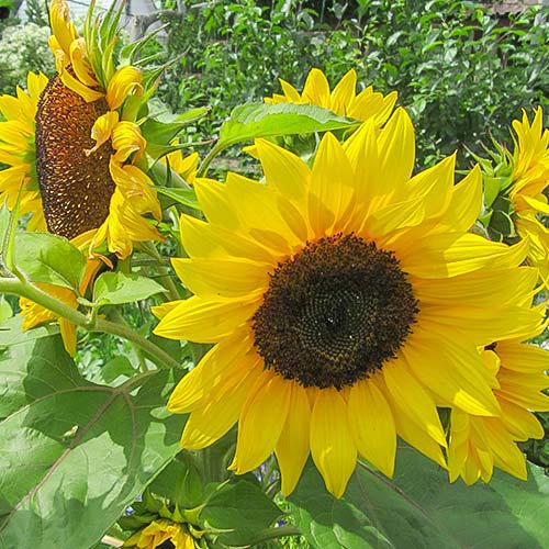 Подсолнечник декоративный Джуниор F1 Русский огород НК изображение 1 артикул 82790