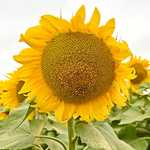 Подсолнечник Кондитерский Уральский дачник изображение 1 артикул 84959