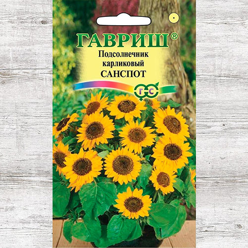 Подсолнечник декоративный Санспот Гавриш изображение 1 артикул 71242