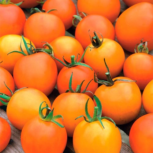 Томат (помидор) Венера F1 изображение 1 артикул 71910